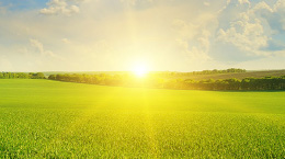 A green meadow with the sun shining over it