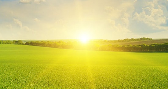 A green meadow with the sun shining over it